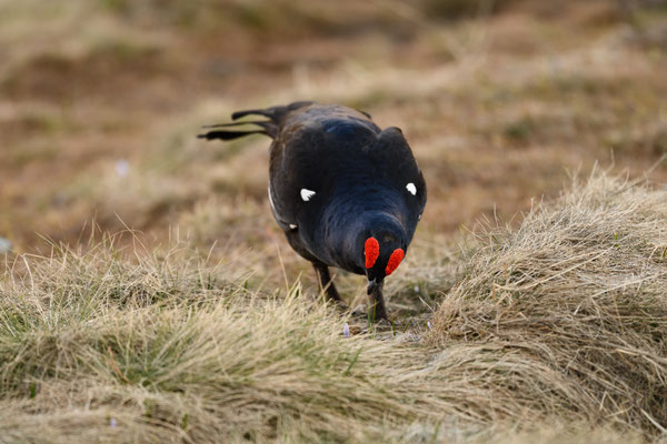 20.5.2024  Birkwild fotografie  "tobilafotografie"    Toni Bischof Ladir