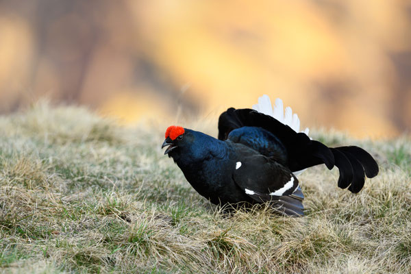 12.5.2025  Birkwild fotografie  "tobilafotografie"    Toni Bischof Ladir