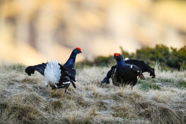 15.5.2025  Birkwild fotografie  "tobilafotografie"    Toni Bischof Ladir
