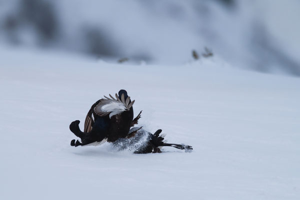 17.4.2024  Birkwild fotografie  "tobilafotografie"    Toni Bischof Ladir