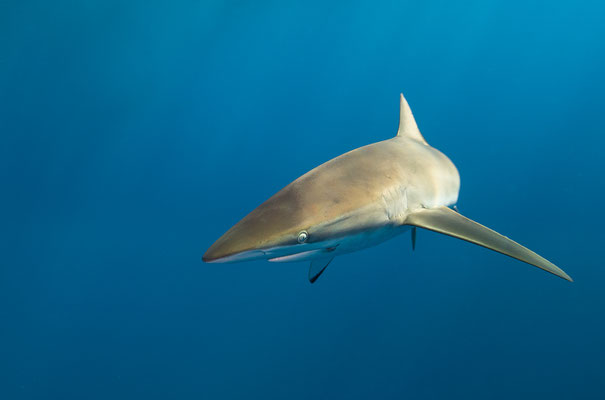 Seidenhai Galapagos Darvin  "tobilafotografie.com"  Toni Bischof Ladir