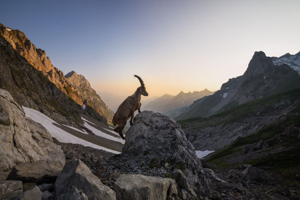 Steinbock wildlife   Tobilafoto Toni Bischof, Ladir