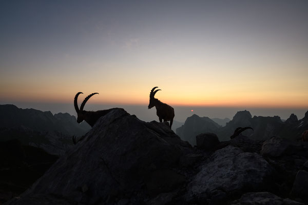 Steinbock wildlife   Tobilafoto Toni Bischof, Ladir