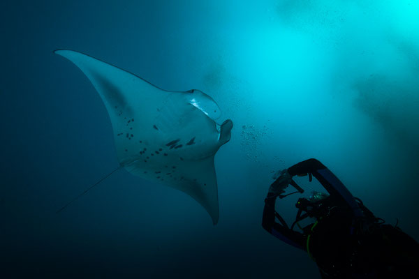 Manta   "tobilafotografie.com"  Toni Bischof Ladir