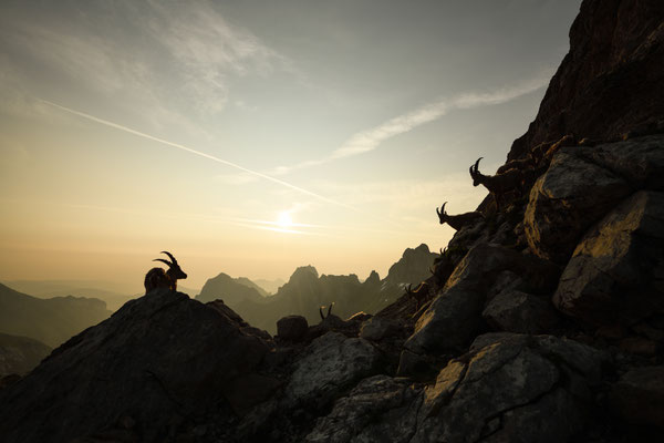 Steinbock wildlife   Tobilafoto Toni Bischof, Ladir