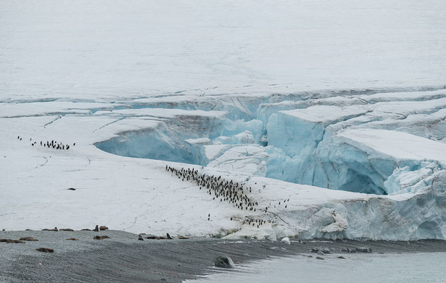 "Zügelpinguin-Kolonie auf dem Gletschereis... Antarktis"  Tobilafotografie  Toni Bischof, Ladir