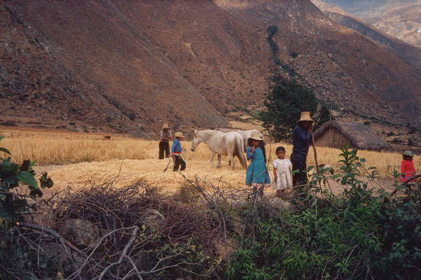"Getreideernte in der Cordillera Negra"  Tobilafoto Toni Bischof, Ladir
