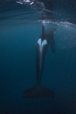 Orcas und Buckelwale   "tobilafotografie.com"  Toni Bischof Ladir