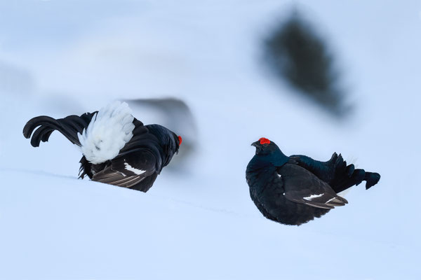 25.4.2024  Birkwild fotografie  "tobilafotografie"    Toni Bischof Ladir