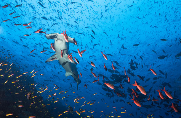 Stirnbogenhai Galapagos Darvin  "tobilafotografie.com"  Toni Bischof Ladir