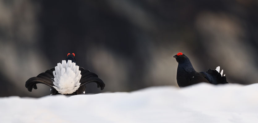 12.5.2024  Birkwild fotografie  "tobilafotografie"    Toni Bischof Ladir