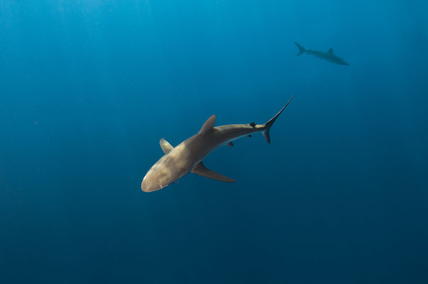 Seidenhaie  Galapagos Darvin  "tobilafotografie.com"  Toni Bischof Ladir