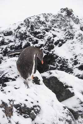 "Kurz vor dem Absturz...Antarktis"  Tobilafotografie  Toni Bischof, Ladir