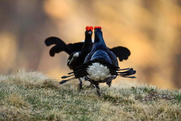 12.5.2025  Birkwild fotografie  "tobilafotografie"    Toni Bischof Ladir