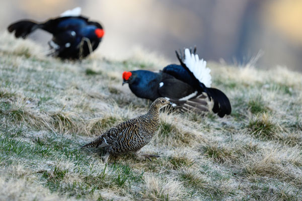 15.5.2025  Birkwild fotografie  "tobilafotografie"    Toni Bischof Ladir