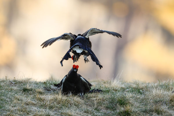 15.5.2025  Birkwild fotografie  "tobilafotografie"    Toni Bischof Ladir