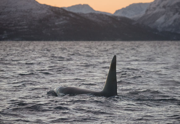 Orcas und Buckelwale   "tobilafotografie.com"  Toni Bischof Ladir