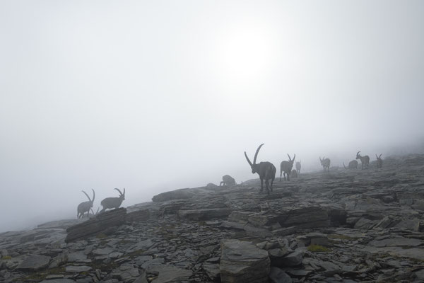 Steinbock wildlife   Tobilafoto Toni Bischof, Ladir