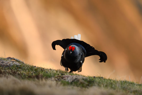 18.5.2024  Birkwild fotografie  "tobilafotografie"    Toni Bischof Ladir