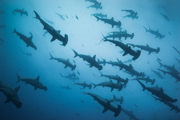 Stirnbogenhaie Malpelo  "tobilafotografie.com"  Toni Bischof Ladir