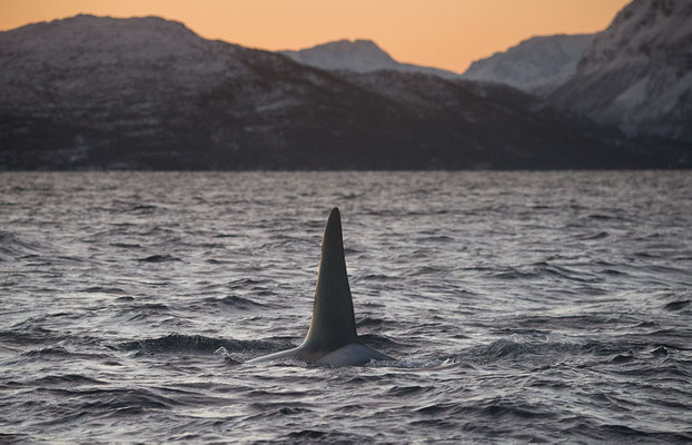 Orcas und Buckelwale   "tobilafotografie.com"  Toni Bischof Ladir