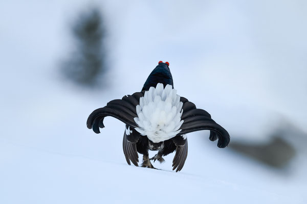 25.4.2024  Birkwild fotografie  "tobilafotografie"    Toni Bischof Ladir
