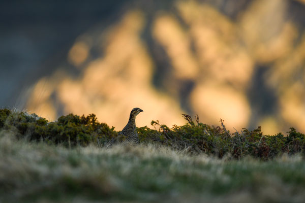 15.5.2025  Birkwild fotografie  "tobilafotografie"    Toni Bischof Ladir