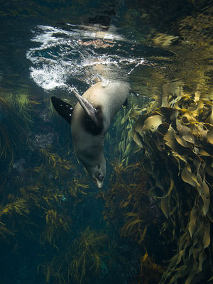 "Seals... Tasmanien bei  Eaglehawk neck... 2020"       tobilafotografie    Toni Bischof/Ladir