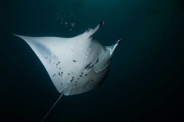 Manta   "tobilafotografie.com"  Toni Bischof Ladir