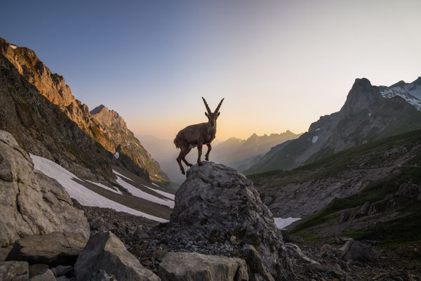 Steinbock wildlife   Tobilafoto Toni Bischof, Ladir