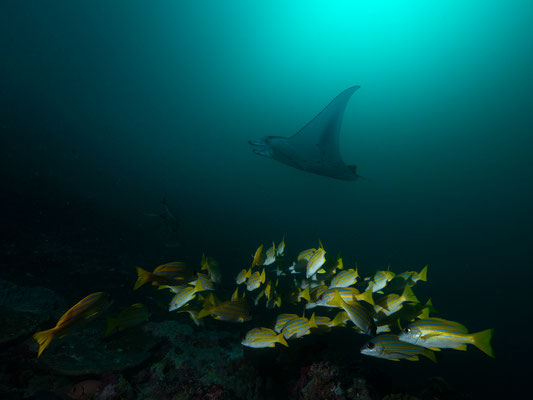 Manta   "tobilafotografie.com"  Toni Bischof Ladir