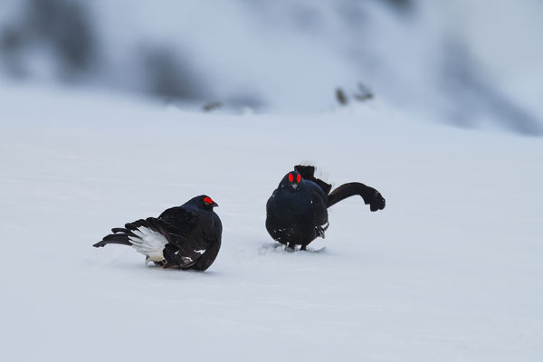17.4.2024  Birkwild fotografie  "tobilafotografie"    Toni Bischof Ladir