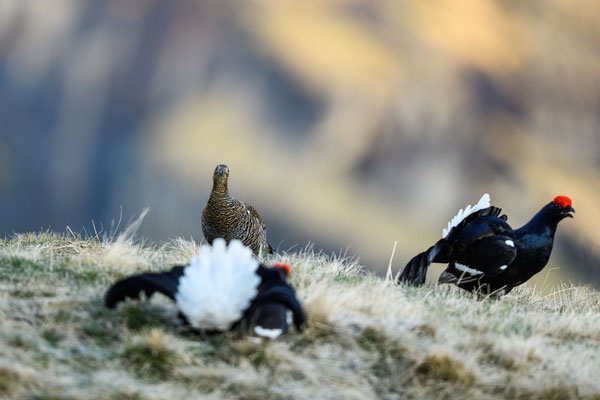 15.5.2025  Birkwild fotografie  "tobilafotografie"    Toni Bischof Ladir