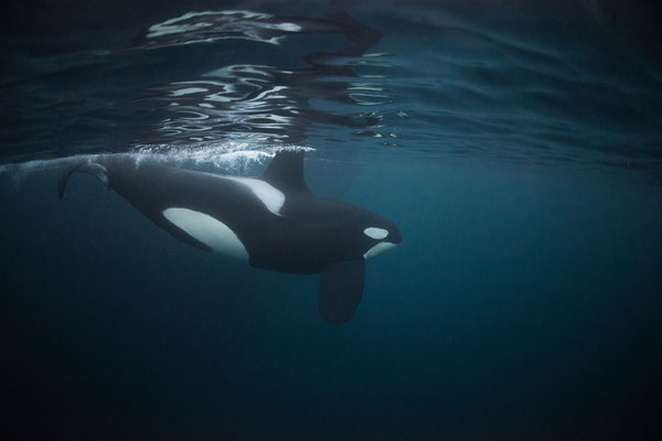 Orcas und Buckelwale   "tobilafotografie.com"  Toni Bischof Ladir