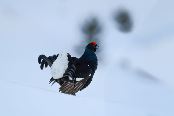 25.4.2024  Birkwild fotografie  "tobilafotografie"    Toni Bischof Ladir