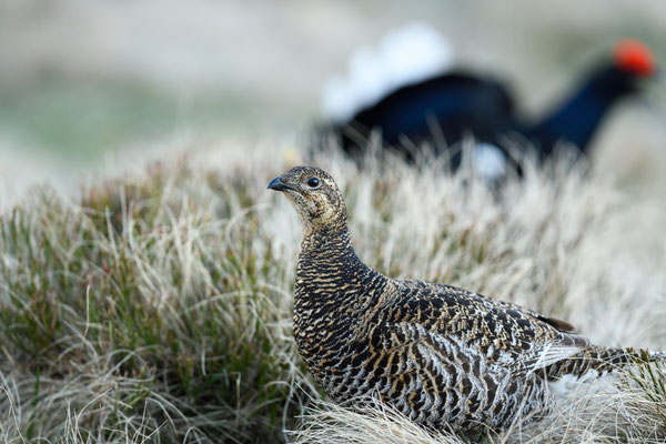 19.5.2025  Birkwild fotografie  "tobilafotografie"    Toni Bischof Ladir