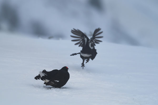 17.4.2024  Birkwild fotografie  "tobilafotografie"    Toni Bischof Ladir