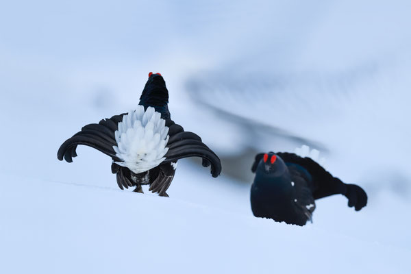 25.4.2024  Birkwild fotografie  "tobilafotografie"    Toni Bischof Ladir
