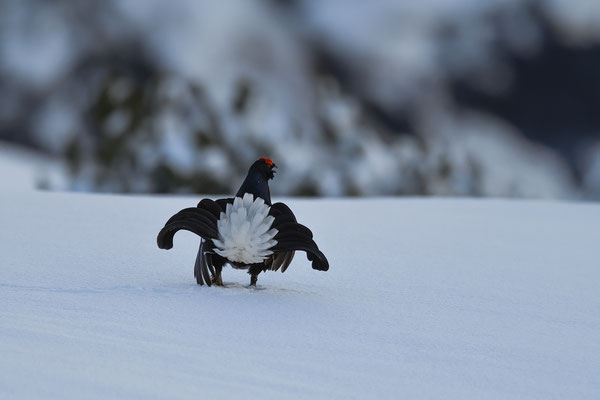 11.4.2024  Birkwild fotografie  "tobilafotografie"    Toni Bischof Ladir
