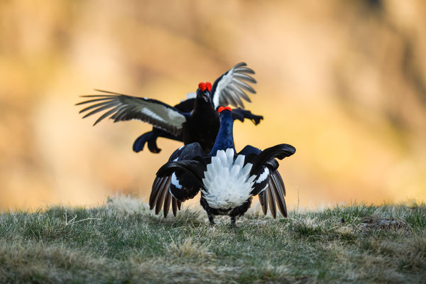 19.5.2025  Birkwild fotografie  "tobilafotografie"    Toni Bischof Ladir