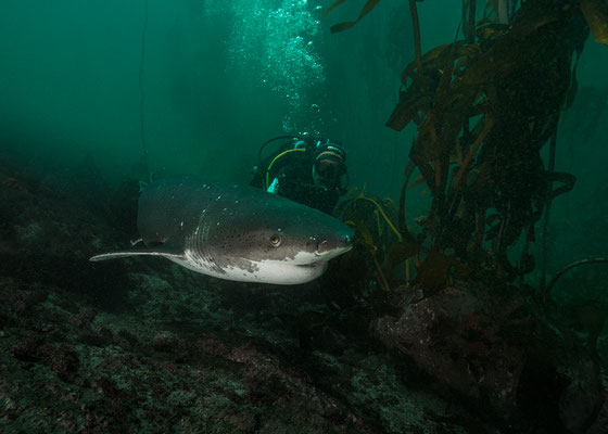 "Big "Mum und Nancy...die Meeresbiologin... Urwelthai... broadnose sevengill shark... im Kelpwald der Falsebay... Südspitze Afrikas"  Tobilafotografie  Toni Bischof, Ladir