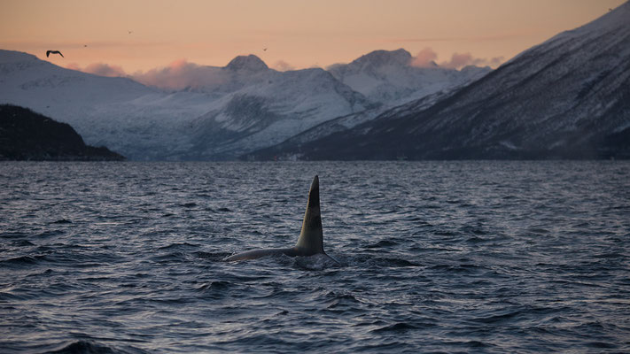 Orcas und Buckelwale   "tobilafotografie.com"  Toni Bischof Ladir