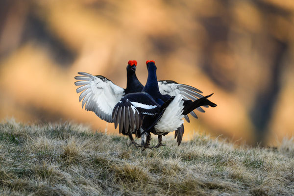 15.5.2025  Birkwild fotografie  "tobilafotografie"    Toni Bischof Ladir