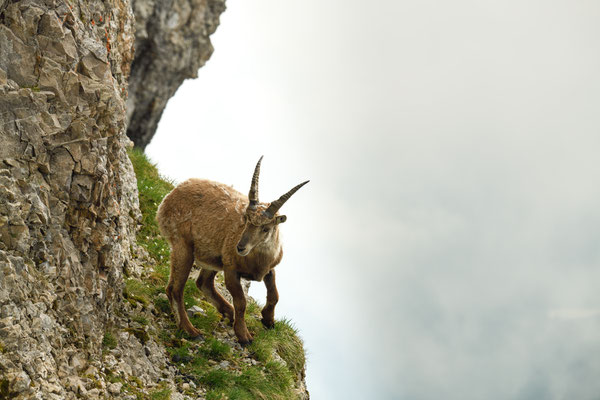 Steinbock wildlife  "über dem Abgrund... "  Tobilafoto Toni Bischof, Ladir