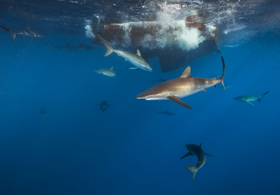 Seidenhaie Galapagos Darvin  "tobilafotografie.com"  Toni Bischof Ladir