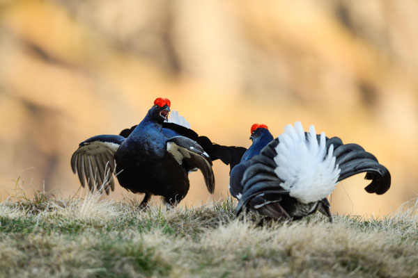 12.5.2025  Birkwild fotografie  "tobilafotografie"    Toni Bischof Ladir