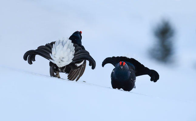 25.4.2024  Birkwild fotografie  "tobilafotografie"    Toni Bischof Ladir