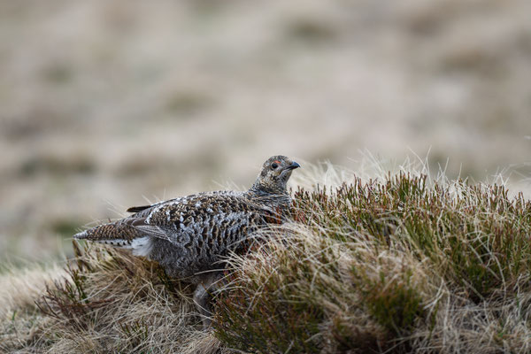 19.5.2025  Birkwild fotografie  "tobilafotografie"    Toni Bischof Ladir