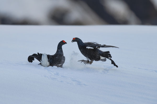 11.4.2024  Birkwild fotografie  "tobilafotografie"    Toni Bischof Ladir
