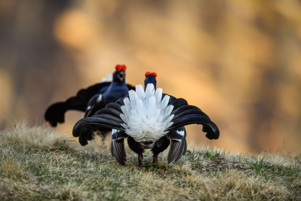 12.5.2025  Birkwild fotografie  "tobilafotografie"    Toni Bischof Ladir